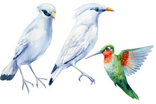 Jalak Bali And Hummingbird, Beautiful Birds. Bali Myna Watercolor Illustration Isolated On White Background