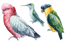 Beautiful Birds. Cockatoo Parrots And Hummingbird, Watercolor Illustration Isolated On White Background