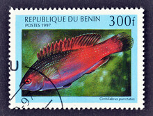 Cancelled Postage Stamp Printed By Benin, That Shows Dotted Wrasse (Cirrhilabrus Punctatus), Circa 1997.