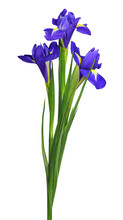 Purple Iris Flowers In A Small Bouquet Isolated On White Or Transparent Background