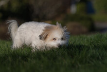 2022-03-09 A WHITE FURRY COTON DE TULEAR SNIFFING GRASS WITH INTENSE EYES AND A BLURRY BACKGROUND