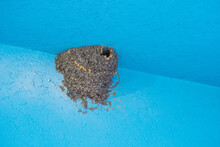 An Empty Swallow's Nest In The Blue Corner At The Top Of The Ceiling.