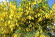 Yellow flowering Laburnum in spring, Sweden