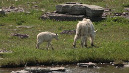 Wall Mural - A mountain goat and her young lamb meander through a green alpine meadow alongside a gentle stream as they graze on a sunny, breezy summer day.