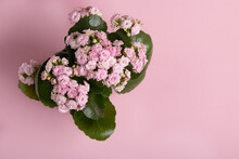 Selective Focus On Flowers And Buds Of Pink Kalanchoe With Green Leaves, Top View