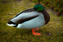 A Duck With A Green Head Cleaning Its Feather In The Rain