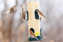 A Group Of Sparrows On A Winter Bird Feeder Compete For A Spot To Perch And Feed
