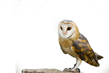 Photo Of An Owl In Macro Photography Isolated On White Background  
The  Bureaucratic Owl, Also Called Field-buck Thorn, Field Owl, Owl-owl, Buck-owl, Owl-owl
 Bam Owl, Wildlife Bird Hunter