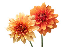 Yellow And Orange Dahlia Flowers Isolated On White Background. Beautiful Ornamental Blooming Garden Plant