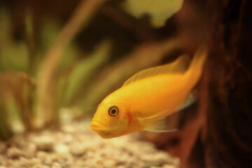 Poprtrait eines Malawi Buntbarsch, Süßwasserfisch im Aquarium.
