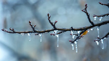 Icicles On Icy Tree Branches. Temperature Swing Season And Winter Weather In Autumn