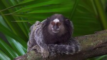 Common Marmoset Monkey In Nature On Tree Branch. Black-tufted Species