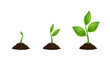 Plant growing phases 3D vector illustration. Isolated planting tree infographic. Green leaf, nature, or agriculture icons. Realistic sprout, growth symbol.