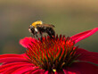 Biene auf einer Echinacea Blüte