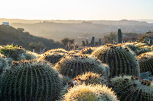 Cacti In Southern California The Sunset