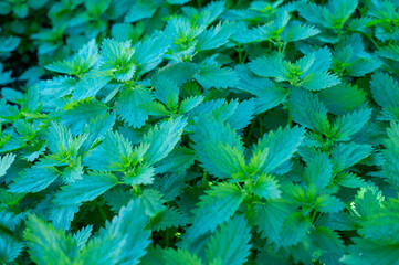 Wall Mural - Stinging nettle growing in the backyard