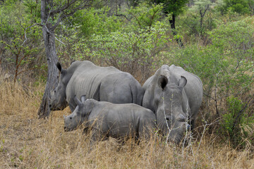 family of white rhinoceros with baby rhinoceros in zimbabwe, africa