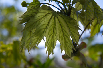 Wall Mural - Young maple leaves and flowers on branch