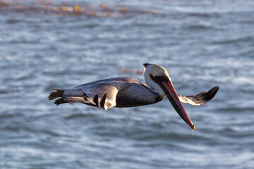 Wall Mural - Brown Pelican flying during afternoon golden hour at Cambria on the central coast of California United States