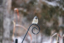 Tufted Titmouse Bird In The Snow