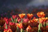 Fototapeta Tulipany - Blooming tulips flowerbed in flower garden  in fog