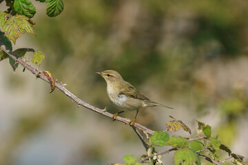 Poster - Common Chiffchaff (Phylloscopus collybita) perched on a tree branch