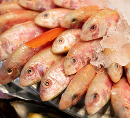 Wall Mural - Sea fish in ice in a restaurant.