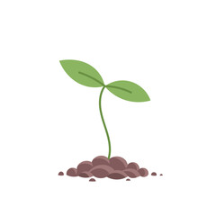 Wall Mural - Young plant sprout. Seedling germination. Sprout on the pile of soil. Plants growing.