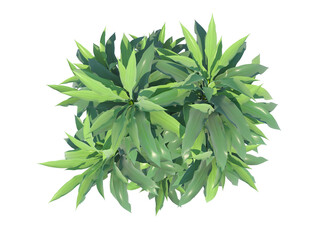 Wall Mural - Lucky Bamboo top view png alpha channel