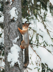 squirrel on a tree