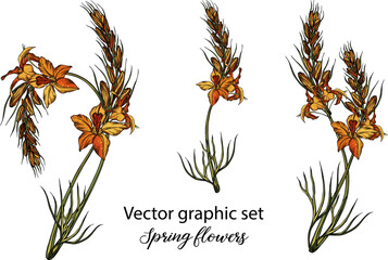 Wall Mural - Vector flowers, buds. Botanical illustration. Spring flowers.