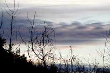 Shrubs and forest.