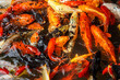 Feeding Koi goldfish in Chengdu China