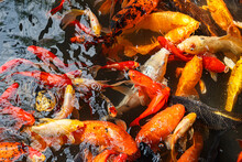 Feeding Koi Goldfish Using A Baby Bottle In Chengdu China