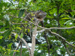 Land iguana resting in a tree in Costa Rica