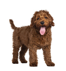 Wall Mural - Adorable red Cobberdog aka Labradoodle dog puppy, standing side ways. Looking straight to camera, mouth slightly open. Isolated cutout on a transparent background.