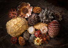 A Flat Lay Arrangement Of Dried Fynbos Seedpods And A Tortoise Shell On A Gnarly Wooden Background. Hermanus, Whale Coast, Overberg, Western Cape, South Africa.