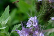 FU 2021-07-02 LilaBlum 16 Über der zarten lila Blüte fliegt eine kleine Biene