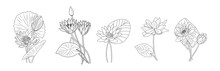 Birth Month Flower Line Art Illustration Set, Transparent Background. PNG. Water Lily July Birth Month Flower Black Sketch. Lotus Modern Minimalist Hand Drawn Design For Logo, Tattoo, Wall Art, Poster