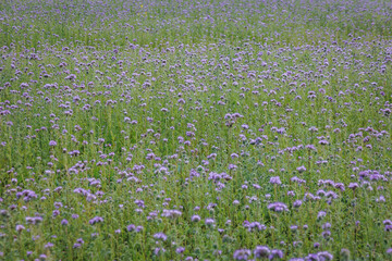 Wall Mural - Meadow with Lacy Phacelia flowers near Tarczyn city, Piaseczno County in Poland