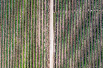 Sticker - Road among vineyards in Dworzno village near Mszczonow city, Zyrardow County, Poland