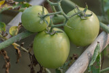 Fototapeta Kuchnia - Green Tomato vegetables in the garden with natural view background, selective focus images.