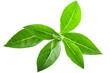 © maxsol7 - Henna tree leaves (Lawsonia inermis)  isolated png