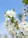 Fototapeta Kwiaty - Vertical Image Of White Cherry Blooming branch close up . 