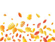 © SunwArt - Oak, maple, wild ash rowan leaves vector, autumn foliage on white background.