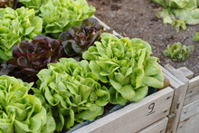 Box Vegetable Garden