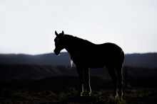 Silhouette Of A Wild Mustang