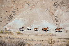 Band Of Wild Horses Running