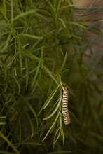 Monarch Caterpillar Crawling Up Milkweed Leaves 