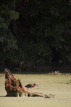 Green Heron Looking At Water From Tree Stump